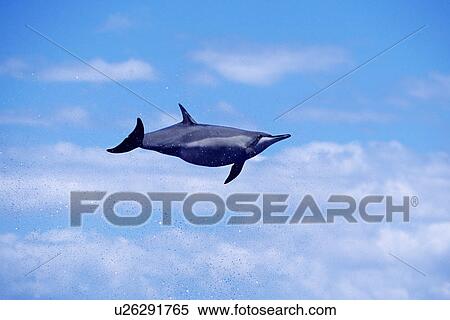Stock Photography - Hawaiian Spinner Dolphin (Stenella longirostris) female spinning to remove remora. (rr). Fotosearch