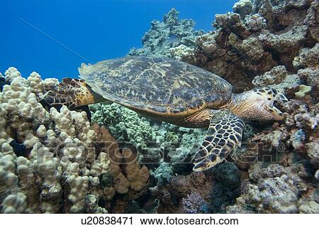 Stock Image - Hawksbill Sea Turtle (Eretmochelys imbricate) feeding, Coastal reef, Sinai Penninsula, Red Sea.. Fotosearch