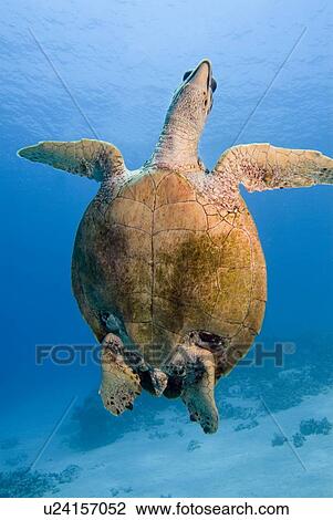 Stock Image - Hawksbill Sea Turtle (Eretmochelys imbricate) Swimming, Coastal reef, Sinai Penninsula, Red Sea.. Fotosearch