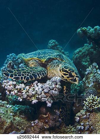 Picture - Hawksbill turtle (Eretmochelys imbricata Species Critically Endangered. Marsa Shagra, Marsa Alaam, Red Sea, Egypt.. Fotosearch