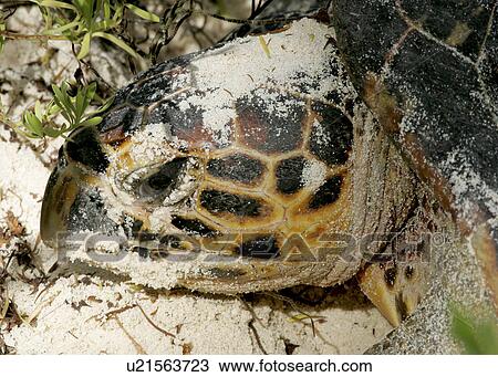 Stock Image - Hawksbill turtle (Eretmochelys imbricata) - adult female returning to sea after laying eggs in the sand. Bird Island, Seychelles, Indian Ocean. . Fotosearch
