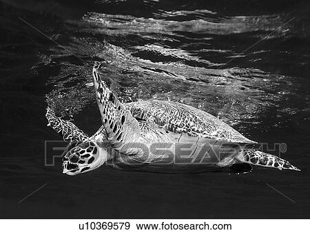 Stock Photo - Hawksbill Turtle (Eretmochelys imbricata). Marsa Alarm, Egypt, Red Sea. Fotosearch