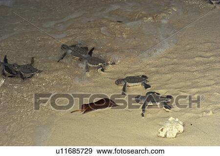 Hawksbill Turtle (Eretmochelys imbricata). Sipadan Island, Malaysia View Large Photo Image Stock Photo - Hawksbill Turtle (Eretmochelys imbricata). Sipadan Island, Malaysia. Fotosearch