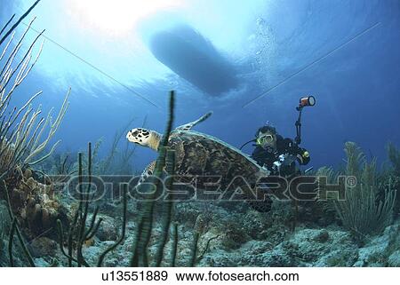 Stock Photo - Hawksbill Turtle (Eretmochelys imbriocota), swimming over coral reef with underwater photographer in background, Cayman Brac, Cayman Islands, Caribbean. Fotosearch