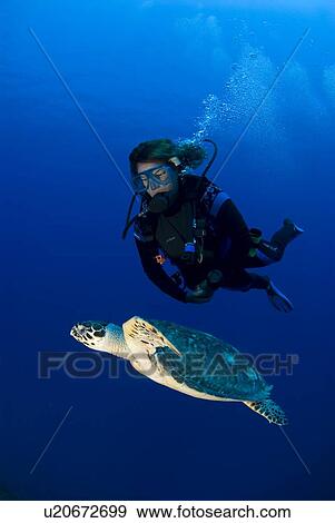Hawksbill Turtle (Eretmochelys imbriocota), swimming in open water with scuba diver, Little Cayman Island, Cayman Island, Caribbean View Large Photo Image Stock Photo - Hawksbill Turtle (Eretmochelys imbriocota), swimming in open water with scuba diver, Little Cayman Island, Cayman Island, Caribbean. Fotosearch