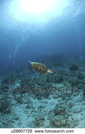 Stock Photo - Hawksbill Turtle (Eretmochelys imbriocota), swimming over coral reef with underwater photographer, Cayman Brac, Cayman Island, Caribbean. Fotosearch