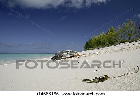 Hawksbill turtle (Eretmochelys imbricata) - adult female returning to sea after laying eggs in the sand. Bird Island, Seychelles, Indian Ocean View Large Photo Image Stock Photograph - Hawksbill turtle (Eretmochelys imbricata) - adult female returning to sea after laying eggs in the sand. Bird Island, Seychelles, Indian Ocean. Fotosearch