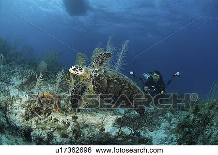 Stock Photograph - Hawksbill Turtle (Eretmochelys imbriocota), swimming over coral reef with underwater photographer, Cayman Brac, Cayman Island, Caribbean. Fotosearch