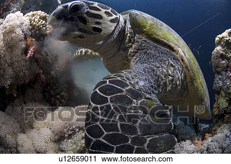 Stock Image - Hawksbill turtle feeding on corals and sponges, Red Sea, Egypt.. Fotosearch