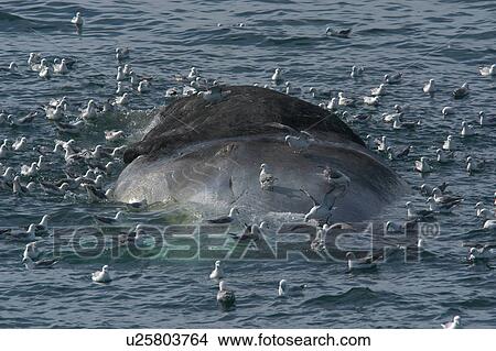 Picture - Head on view of dead Sperm whale (Physeter macrocephalus) floating on sea surface, surrounded by scavenging fulmars, Faroes Trough. Fotosearch