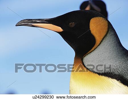 Head portrait ofKing penguin(Aptenodytes patagonica) Livingstone Island, Antarctic Peninsula View Large Photo Image Stock Image - Head portrait ofKing penguin(Aptenodytes patagonica) Livingstone Island, Antarctic Peninsula. Fotosearch