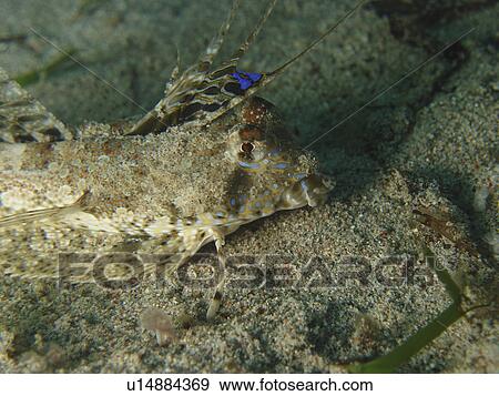 head shot showing wonderful powder blue markings on a Flying Gurnard ( Dactylopena o. Dactylopterus ). Sabang Beach. Philippines. Taken 2007  View Large Photo Image Stock Photo - head shot showing wonderful powder blue markings on a Flying Gurnard ( Dactylopena o. Dactylopterus ). Sabang Beach. Philippines. Taken 2007 . Fotosearch