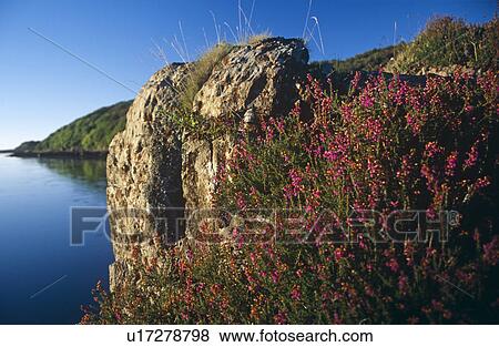 Stock Photo - Heather at Loch Cuin, Isle of Mull. Hebrides, Scotland. Fotosearch