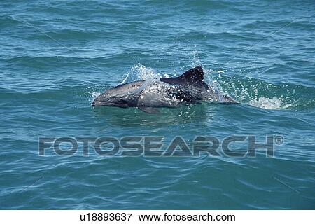 Stock Photo - Heaviside's dolphin (Cephalorhynchus heavisidii) surfacing at speed showing head and flank markings. Lamberts Bay, South Africa . Fotosearch
