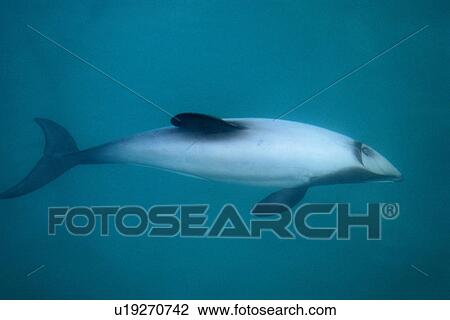 Hector's dolphin (Cephalorhynchus hectori) surfacing. Series 1/6. Akaroa, New Zealand. View Large Photo Image Stock Image - Hector's dolphin (Cephalorhynchus hectori) surfacing. Series 1/6. Akaroa, New Zealand.. Fotosearch