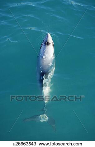 Hector's dolphin (Cephalorhynchus hectori) with markings. Akaroa, New Zealand. View Large Photo Image Stock Image - Hector's dolphin (Cephalorhynchus hectori) with markings. Akaroa, New Zealand.. Fotosearch