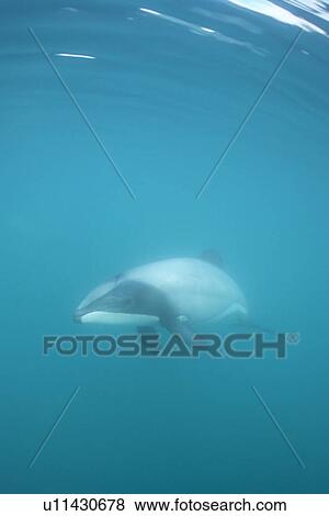 Hectors Dolphin (Cephalorhynchus hectori) approaching camera, showing characteristic dorsal fin. Akaroa, New Zealand. View Large Photo Image Stock Photo - Hectors Dolphin (Cephalorhynchus hectori) approaching camera, showing characteristic dorsal fin. Akaroa, New Zealand.. Fotosearch