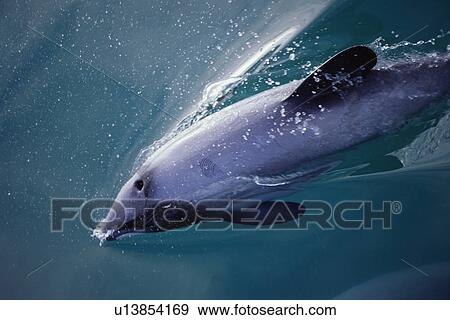 Stock Photo - Hector's dolphin (Cephalorhynchus hectori) surfacing at speed. Akaroa, New Zealand.. Fotosearch