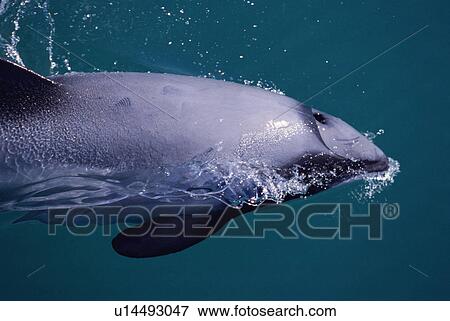 Hector's dolphin (Cephalorhynchus hectori) surfacing. Series 6/6. Akaroa, New Zealand. View Large Photo Image Stock Photo - Hector's dolphin (Cephalorhynchus hectori) surfacing. Series 6/6. Akaroa, New Zealand.. Fotosearch