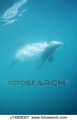 Stock Photo - Hectors Dolphin (Cephalorhynchus hectori). Approaching camera underwater. Akaroa, New Zealand.. Fotosearch