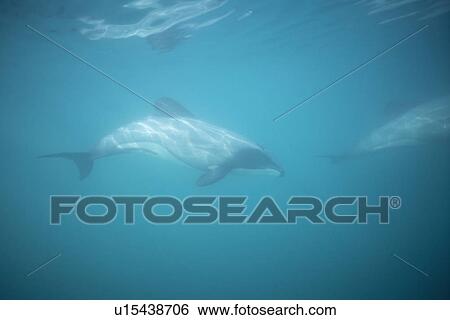 Hectors Dolphin (Cephalorhynchus hectori). Two underwater, showing characteristic dorsal fin. Akaroa, New Zealand. View Large Photo Image Stock Photograph - Hectors Dolphin (Cephalorhynchus hectori). Two underwater, showing characteristic dorsal fin. Akaroa, New Zealand.. Fotosearch
