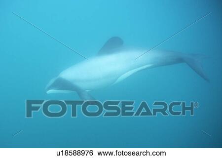 Stock Photograph - Hectors Dolphin (Cephalorhynchus hectori). Underwater, showing characteristic dorsal fin. Akaroa, New Zealand.. Fotosearch