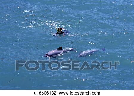 Stock Image - Hector's dolphins (Cephalorhynchus hectori) by swimmer. Akaroa, New Zealand.. Fotosearch