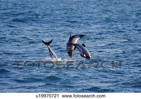 Hectors dolphins (Cephalorhynchus hectori) leaping at dawn. Possibly males trying to out compete each other by jumping the highest instead of fighting. Akaroa, New Zealand View Large Photo Image Stock Image - Hectors dolphins (Cephalorhynchus hectori) leaping at dawn. Possibly males trying to out compete each other by jumping the highest instead of fighting. Akaroa, New Zealand. Fotosearch