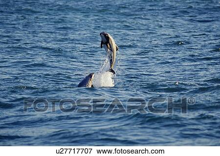 Stock Photo - Hector's dolphins leaping (Cephalorhynchus hectori) Akaroa, South Island, New Zealand. Fotosearch