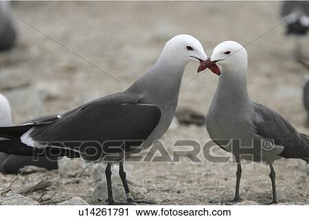 Heermanns Gull (Larus heermanni) mating ritual on their breeding grounds on Isla Rasa in the middle Gulf of California (Sea of Cortez), Mexico. 95% of the worlds population of this species nests on this tiny island. View Large Photo Image Stock Image - Heermanns Gull (Larus heermanni) mating ritual on their breeding grounds on Isla Rasa in the middle Gulf of California (Sea of Cortez), Mexico. 95% of the worlds population of this species nests on this tiny island.. Fotosearch