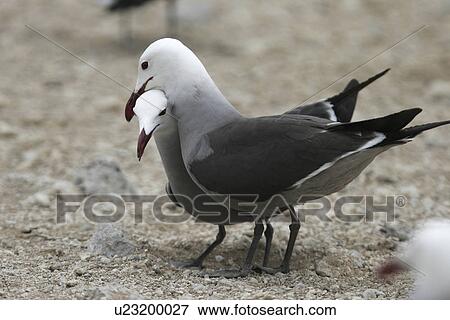 Stock Photo - Heermanns Gull (Larus heermanni) mating ritual on their breeding grounds on Isla Rasa in the middle Gulf of California (Sea of Cortez), Mexico. 95â0of the worlds population of this species nests on this tiny island. Gulf of California (Sea of Cortez), Mex. Fotosearch