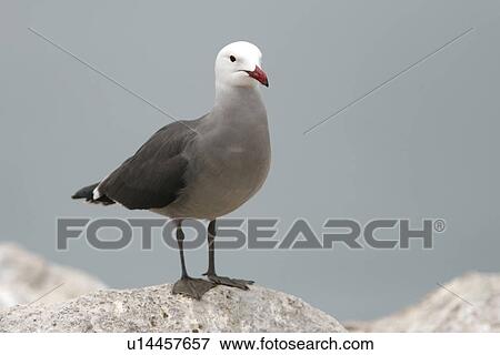 Stock Photo - Heermann's Gull (Larus heermanni) on their breeding grounds on Isla Rasa in the middle Gulf of California (Sea of Cortez), Mexico. 95% of the world's population of this species nests on this tiny island.. Fotosearch