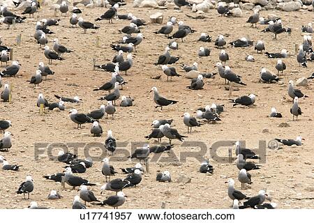 Stock Photo - Heermann's Gull (Larus heermanni) on their breeding grounds on Isla Rasa in the middle Gulf of California (Sea of Cortez), Mexico. 95% of the world's population of this species nests on this tiny island.. Fotosearch