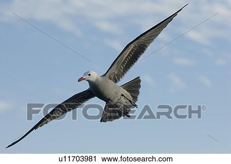 Stock Image - Heermann's Gull (Larus Heermanni) flying Monterey, California, USA, Pacific Ocean, National Marine Sanctuary. Fotosearch