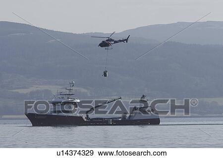 Helicopter delivery of smolt (young salmon) from freshwater loch to salmon farm boat for trasnsfer to saltwater fishfarm pens. Hebrides, UK View Large Photo Image Stock Photo - Helicopter delivery of smolt (young salmon) from freshwater loch to salmon farm boat for trasnsfer to saltwater fishfarm pens. Hebrides, UK. Fotosearch