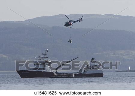 Helicopter delivery of smolt (young salmon) from freshwater loch to salmon farm boat for trasnsfer to saltwater fishfarm pens. Hebrides, UK View Large Photo Image Stock Photography - Helicopter delivery of smolt (young salmon) from freshwater loch to salmon farm boat for trasnsfer to saltwater fishfarm pens. Hebrides, UK. Fotosearch