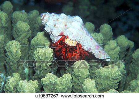 Stock Photo - Hermit crab, Dardanus megistos, Mili, Marshall Islands (N. Pacific). Fotosearch