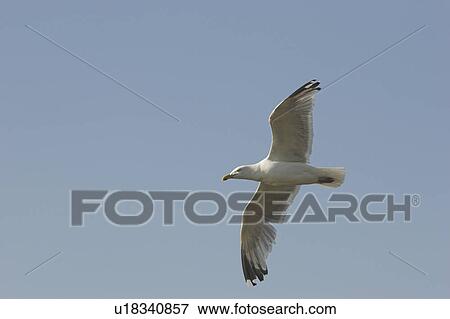 Stock Photo - Herring gull (Larus argentatus) in flight, Cardigan Bay, West Wales, UK. Fotosearch