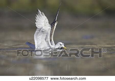 Stock Photo - Herring Gull (Larus argentatus) juvenile foraging in water looking for crabs. Oban, Argyll, Scotland, UK. Fotosearch