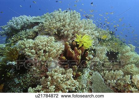 Highly diverse coral head, including tube sponge, Theonella cylindrica, Apo Island marine reserve, Philippines (Visayan sea) View Large Photo Image Stock Image - Highly diverse coral head, including tube sponge, Theonella cylindrica, Apo Island marine reserve, Philippines (Visayan sea). Fotosearch