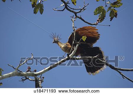 Hoatzin bird (Opisthocomus hoazin). Mamiraua sustainable development reserve, Amazonas, Brazil View Large Photo Image Stock Image - Hoatzin bird (Opisthocomus hoazin). Mamiraua sustainable development reserve, Amazonas, Brazil. Fotosearch