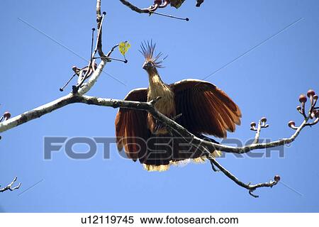 Stock Photography - Hoatzin bird, Opisthocomus hoazin, Mamiraua sustainable development reserve, Amazonas, Brazil. Fotosearch