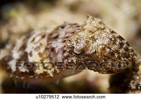 Hooded Cuttlefish (Sepia prashadi). Red Sea. View Large Photo Image Stock Image - Hooded Cuttlefish (Sepia prashadi). Red Sea.. Fotosearch