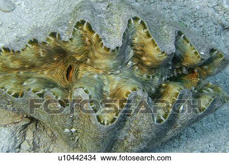 Horseshoe clam, Hippopus hippopus, Namu atoll, Marshall Islands (N. Pacific) View Large Photo Image Picture - Horseshoe clam, Hippopus hippopus, Namu atoll, Marshall Islands (N. Pacific). Fotosearch