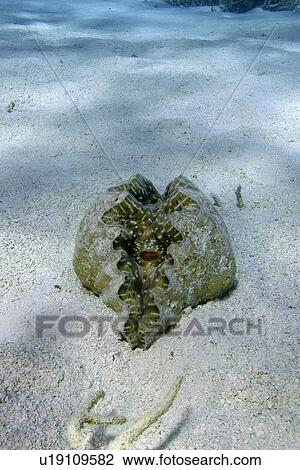 Stock Image - Horseshoe clam, Hippopus hippopus, on sandy bottom, Namu atoll, Marshall Islands (N. Pacific). Fotosearch