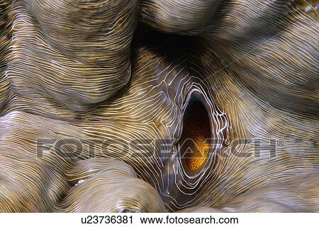 Stock Image - Horseshoe clam, Hippopus hippopus, Rongelap, Marshall Islands, Micronesia. Fotosearch