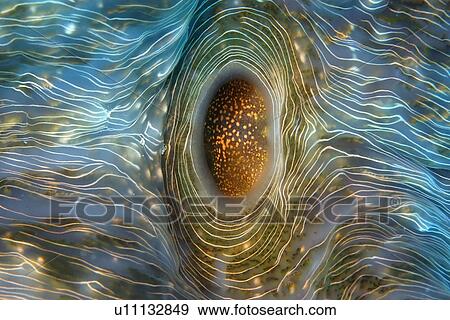 Stock Photo - Horseshoe clam, Hippopus hippopus, Rongelap, Marshall Islands, Micronesia. Fotosearch