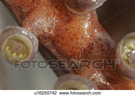 Humbolt Squid (Dosidicus gigas) Dissection - close-up details (note skin chromatophores and suckers on arm) Gulf of California (Sea of Cortez), Mexico. View Large Photo Image Stock Image - Humbolt Squid (Dosidicus gigas) Dissection - close-up details (note skin chromatophores and suckers on arm) Gulf of California (Sea of Cortez), Mexico.. Fotosearch