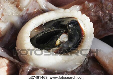 Humbolt Squid (Dosidicus gigas) Dissection - close-up details showing beak, Gulf of California (Sea of Cortez), Mexico. View Large Photo Image Stock Image - Humbolt Squid (Dosidicus gigas) Dissection - close-up details showing beak, Gulf of California (Sea of Cortez), Mexico.. Fotosearch