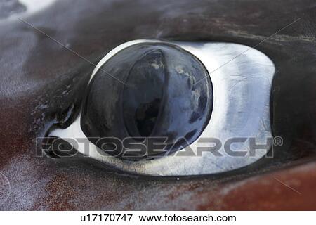 Humbolt Squid (Dosidicus gigas) Close-up eye detail from a dissection. Gulf of California (Sea of Cortez), Mexico. View Large Photo Image Stock Photo - Humbolt Squid (Dosidicus gigas) Close-up eye detail from a dissection. Gulf of California (Sea of Cortez), Mexico.. Fotosearch